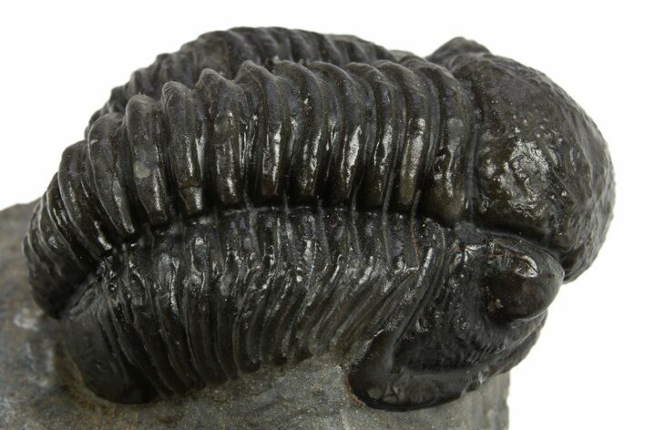 Detailed Gerastos Trilobite Fossil - Morocco #310565